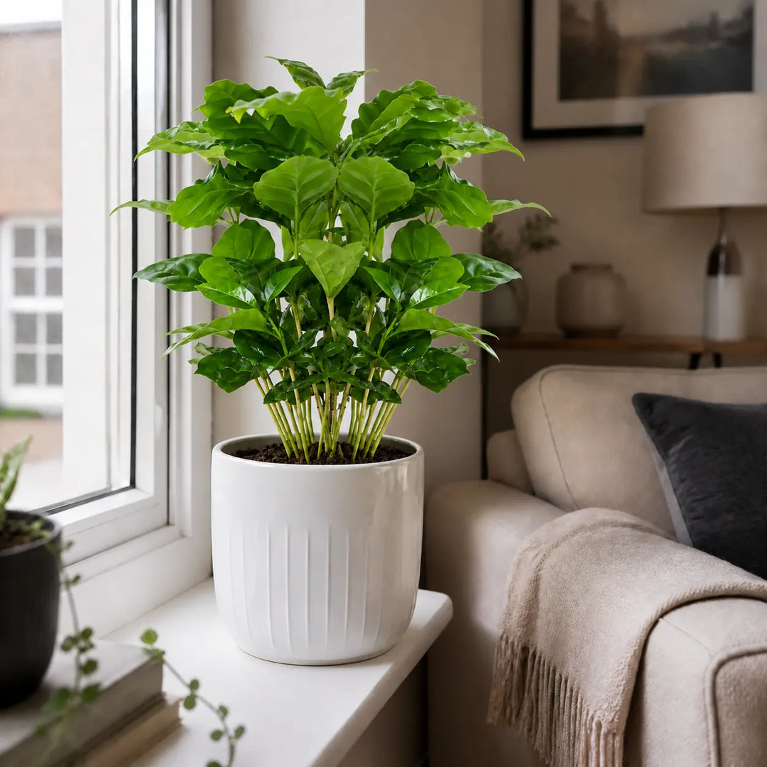 Coffee Arabica – Indoor Coffee Plant for Home & Office (12cm Pot) Plants By Post