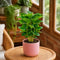 Matt Pink Ceramic Pot