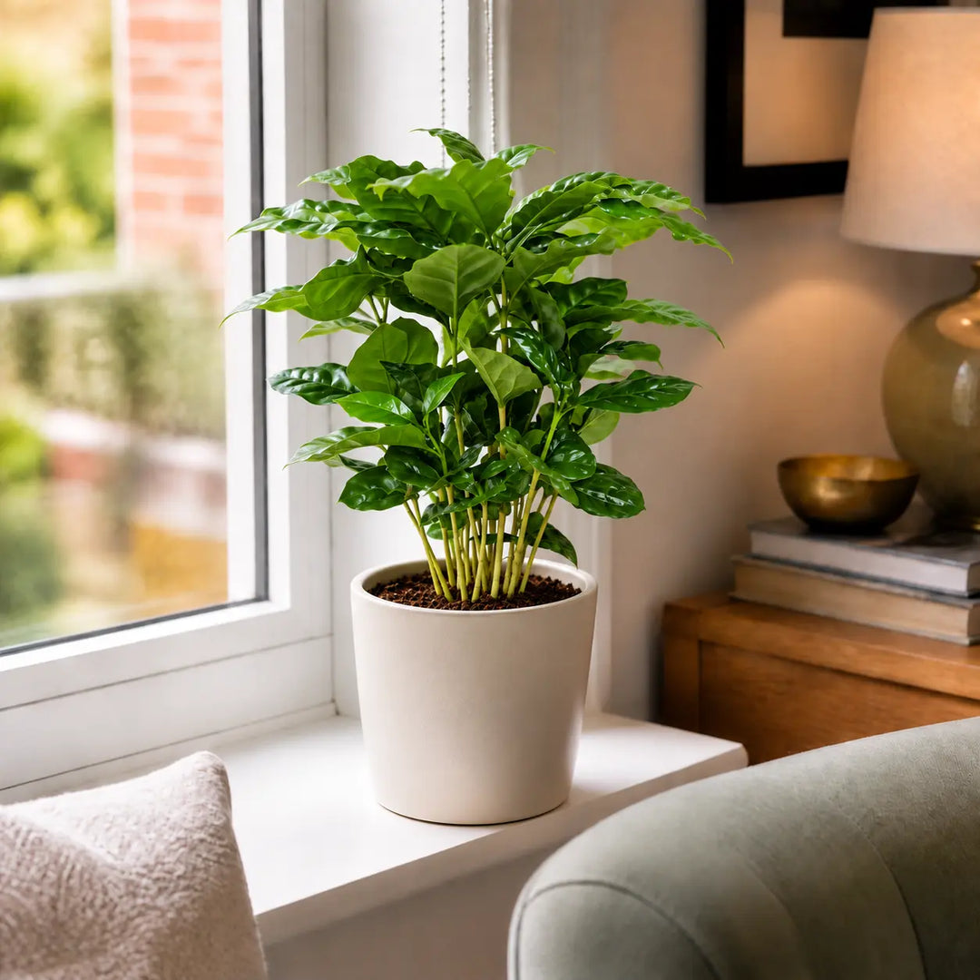 Coffee Arabica – Indoor Coffee Plant for Home & Office (12cm Pot) Plants By Post