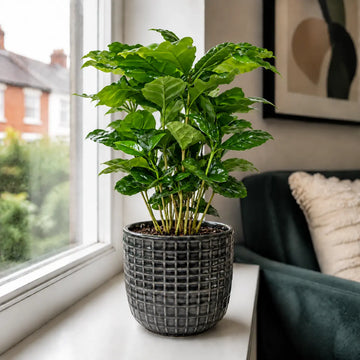 Coffee Arabica – Indoor Coffee Plant for Home & Office (12cm Pot) Plants By Post