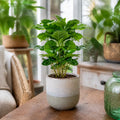 Coffee Arabica – Indoor Coffee Plant for Home & Office (12cm Pot) Plants By Post