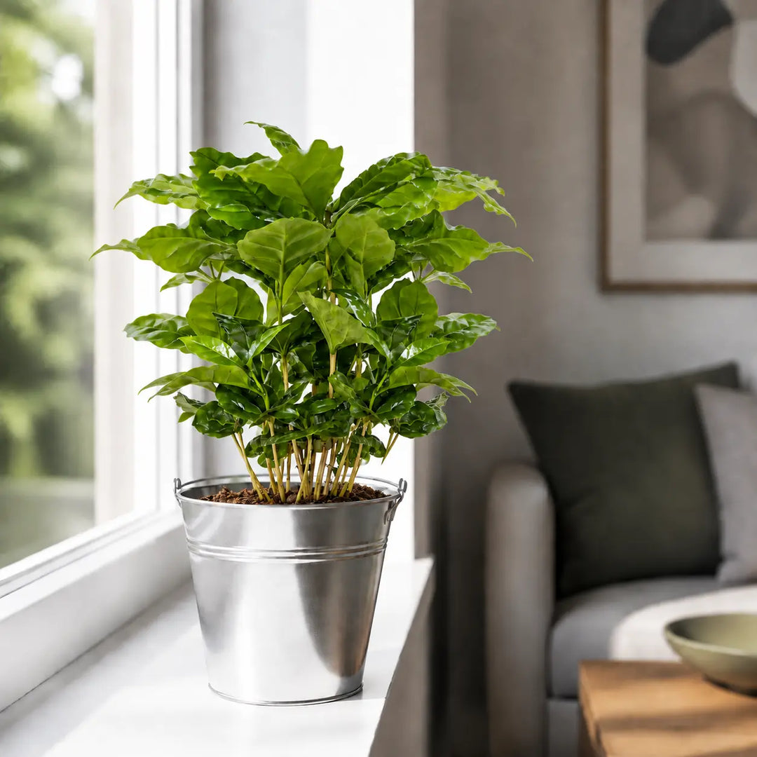 Coffee Arabica – Indoor Coffee Plant for Home & Office (12cm Pot) Plants By Post