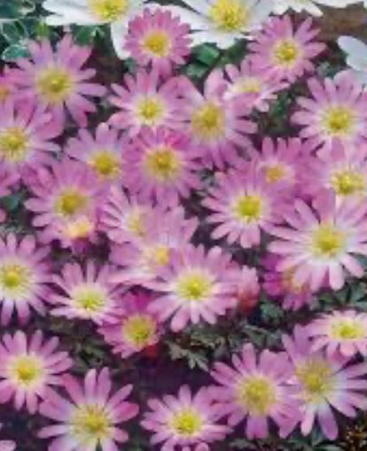 Anemone 'blanda charmer' (20 Corms) Plants By Post