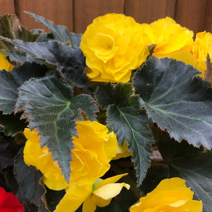 1 Large Plant - Begonia Mocca Yellow, Ready to Plant in Your Garden, 2L Pot The Rose Press Garden