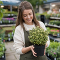1 Large Plant-Euonymus Aureomarginatus, Ready to Plant in Your Garden, 2L Pot The Rose Press Garden