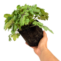 Heuchera Tapestry Evergreen Perennial Garden Plant 2L Pot