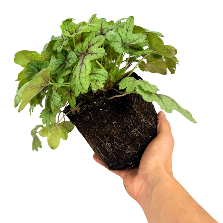 Heuchera Tapestry
