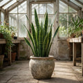 1 Sansevieria Snake Plant, Live Indoor Air Purifying Houseplant, Low Maintenance, Easy Care, 17cm Root Ball Plants By Post