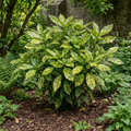 Aucuba Japonica Crotonifolia Spotted Laurel The Rose Press Garden