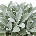 Senecio Sunshine - 2L Pot The Rose Press Garden
