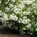 Choisya Ternata The Rose Press Garden