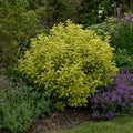 1 Large Plant-Euonymus Aureomarginatus, Ready to Plant in Your Garden, 2L Pot The Rose Press Garden