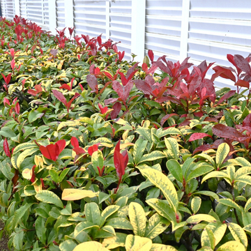 Photinia Red Robin The Rose Press Garden