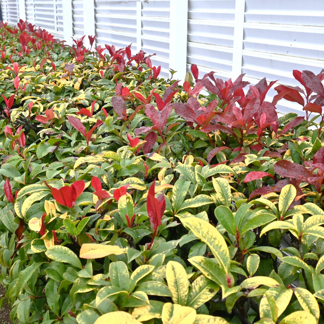 Photinia Red Robin The Rose Press Garden