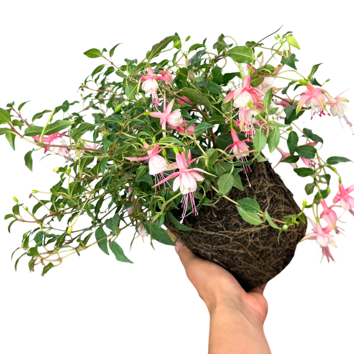 Fuchsia Alice Hoffman