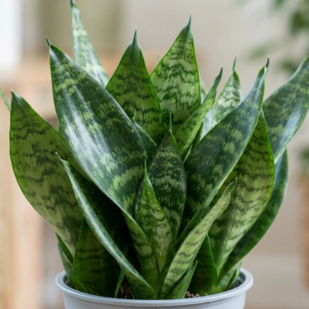 1 Sansevieria Snake Plant, Live Indoor Air Purifying Houseplant, Low Maintenance, Easy Care, 17cm Root Ball Plants By Post