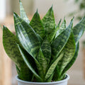 1 Sansevieria Snake Plant, Live Indoor Air Purifying Houseplant, Low Maintenance, Easy Care, 17cm Root Ball Plants By Post