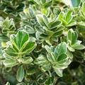 Euonymus President Gauthier The Rose Press Garden
