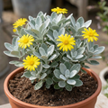 Senecio Sunshine - 2L Pot The Rose Press Garden