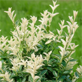 Euonymus Harlequin The Rose Press Garden