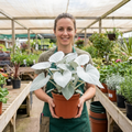 Senecio Angel Wings - 2L Pot The Rose Press Garden