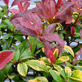 Photinia Red Robin The Rose Press Garden