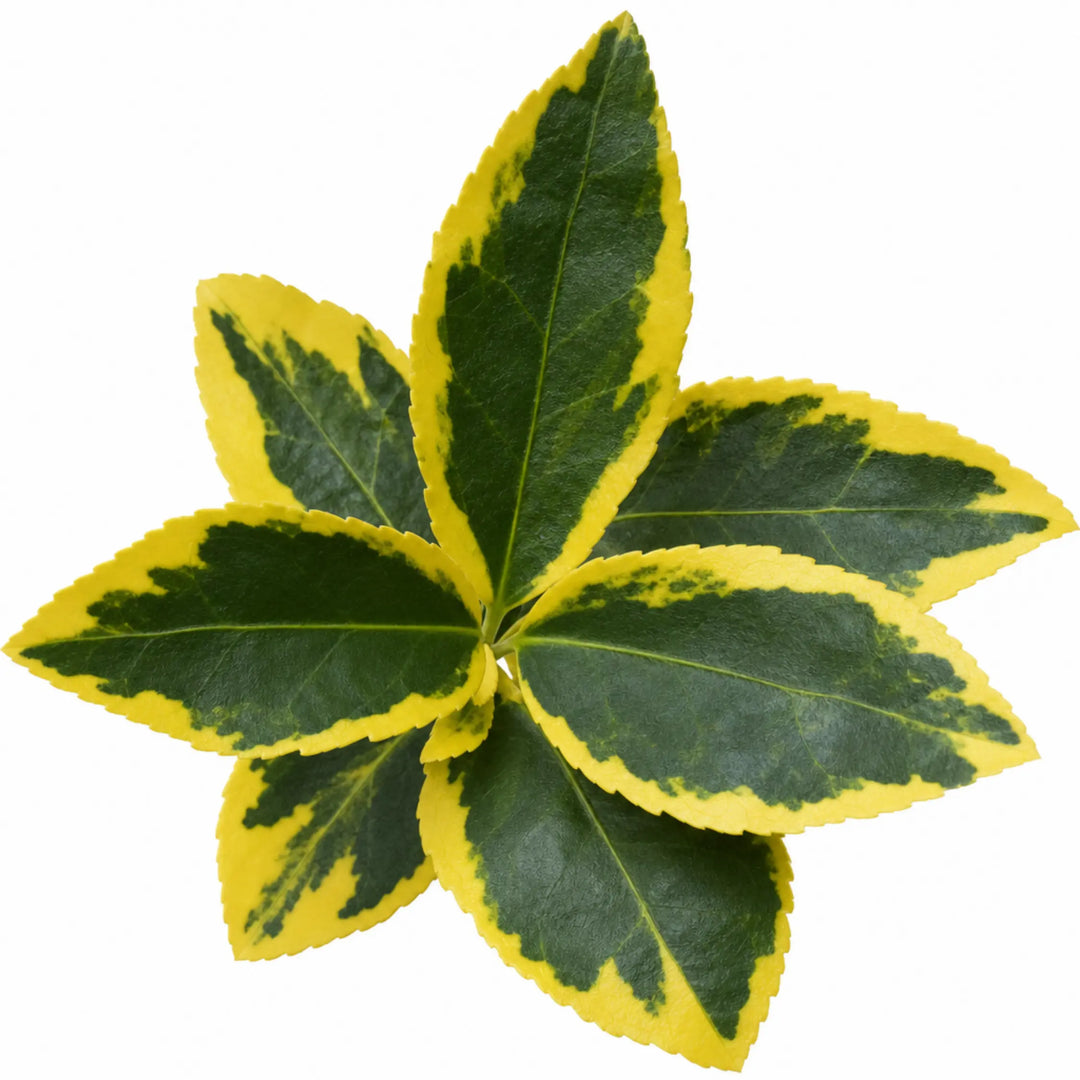 1 Large Plant-Euonymus Aureomarginatus, Ready to Plant in Your Garden, 2L Pot The Rose Press Garden