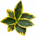 1 Large Plant-Euonymus Aureomarginatus, Ready to Plant in Your Garden, 2L Pot The Rose Press Garden