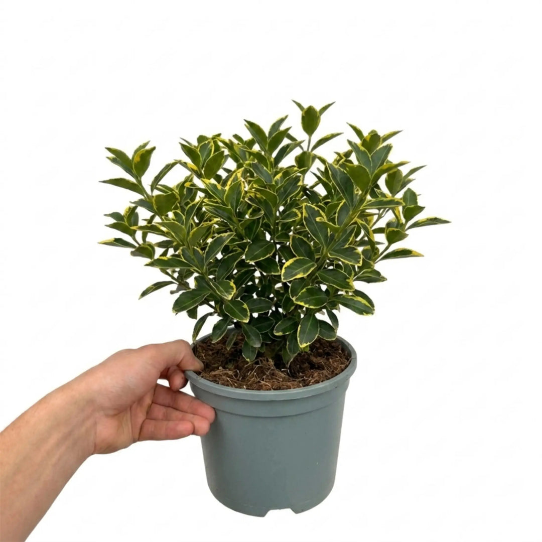 1 Large Plant-Euonymus Aureomarginatus, Ready to Plant in Your Garden, 2L Pot The Rose Press Garden