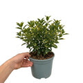 1 Large Plant-Euonymus Aureomarginatus, Ready to Plant in Your Garden, 2L Pot The Rose Press Garden