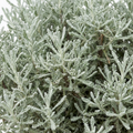 Santolina chamaecyparissus (Cotton Lavender) - 2L Pot The Rose Press Garden