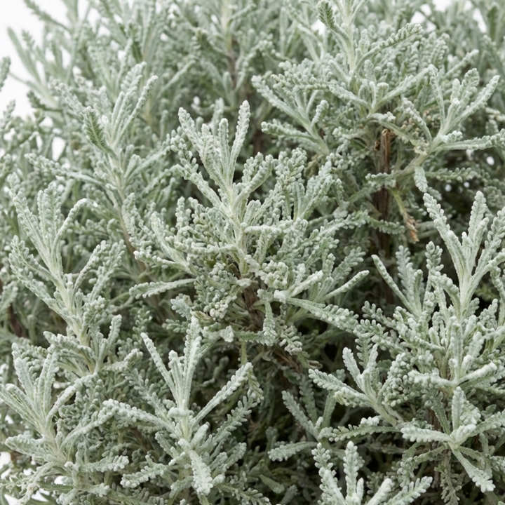 Santolina chamaecyparissus (Cotton Lavender) - 2L Pot The Rose Press Garden