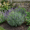 Lavender Hidcote Blue English Lavender Plant 5L Pot
