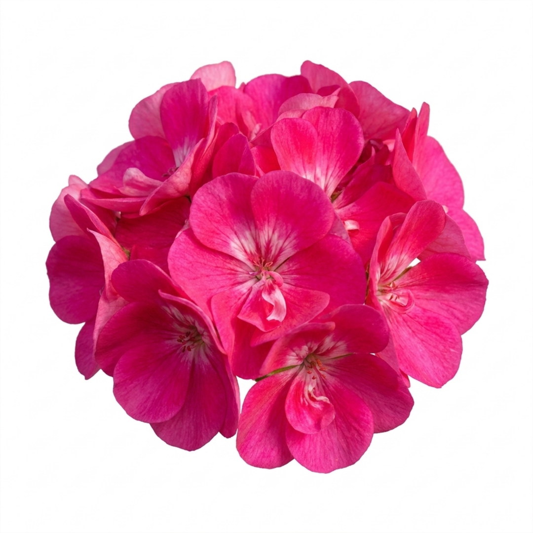 1 Large Plant - Geranium Calliope Hot Pink, Outdoor Garden Ready, 2L Pot The Rose Press Garden
