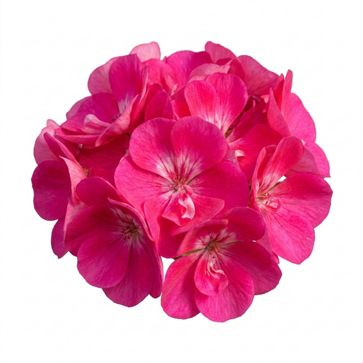 1 Large Plant - Geranium Calliope Hot Pink, Outdoor Garden Ready, 2L Pot The Rose Press Garden