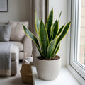 1 Sansevieria Snake Plant, Live Indoor Air Purifying Houseplant, Low Maintenance, Easy Care, 17cm Root Ball Plants By Post