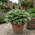 1 Large Plant - Hosta Patriot, Ready to Plant in Your Garden, 2L Pot The Rose Press Garden