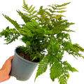 Copper Shield Fern Dryopteris Erythrosora Evergreen Garden Fern Plant 2L Pot