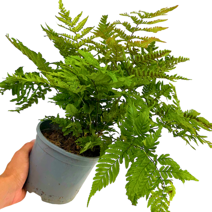 Copper Shield Fern Dryopteris Erythrosora