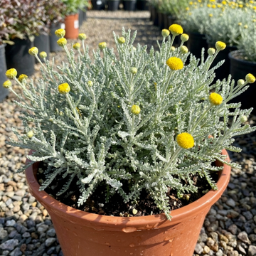 Santolina chamaecyparissus (Cotton Lavender) - 2L Pot The Rose Press Garden