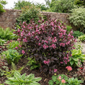 Weigela florida Victoria - 2L Pot The Rose Press Garden