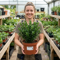 Euonymus japonicus 'Microphyllus' Box Leaf Evergreen Shrub 2L Pot The Rose Press Garden