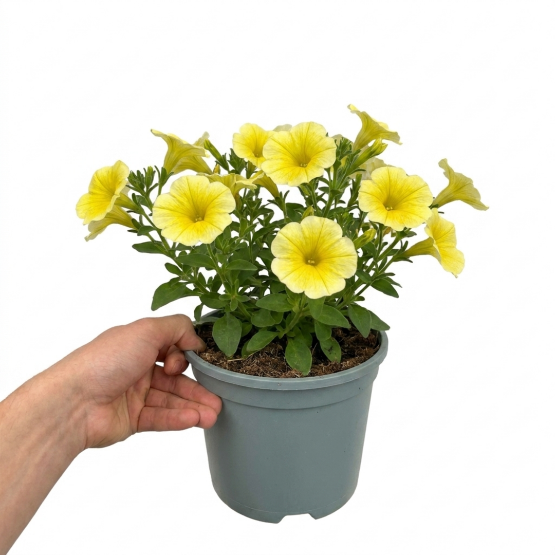 1 Large Plant - Petunia Rimarkable Hello Yellow, Outdoor Garden Ready, 2L Pot The Rose Press Garden
