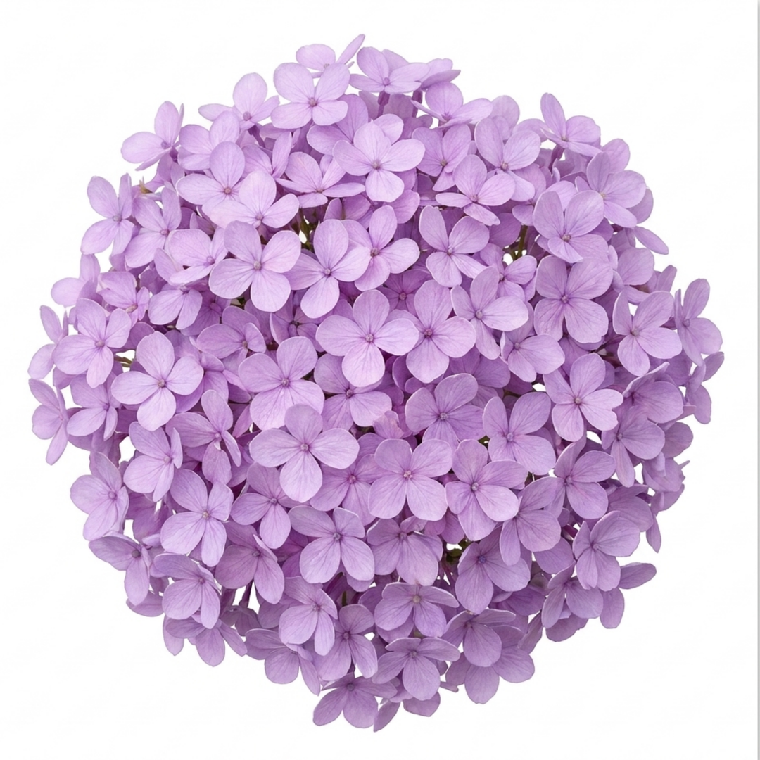 1 Iberis Mermaid Lavender Candytuft Plant, Evergreen Perennial Ground Cover, 2 Litre Root Ball The Rose Press Garden