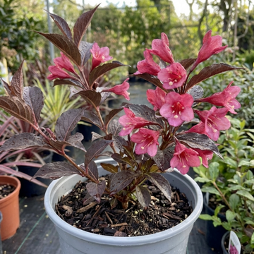 Weigela florida Victoria - 2L Pot The Rose Press Garden