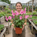 Lavatera Bredon Springs - 2L Pot The Rose Press Garden