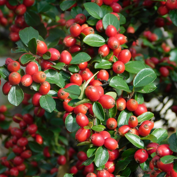 Cotoneaster Horizontalis The Rose Press Garden