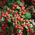 Cotoneaster Horizontalis The Rose Press Garden
