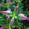 Hebe New Zealand Evergreen Flowering Shrub Plant 2L Pot