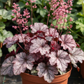 Heuchera Pink Fizz - 2L Pot The Rose Press Garden